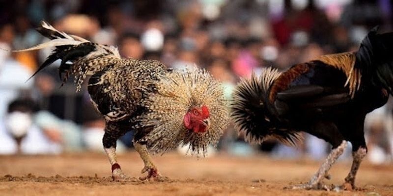 C168 13 Sảnh game đá gà C168 với nhiều kèo cược hấp dẫn